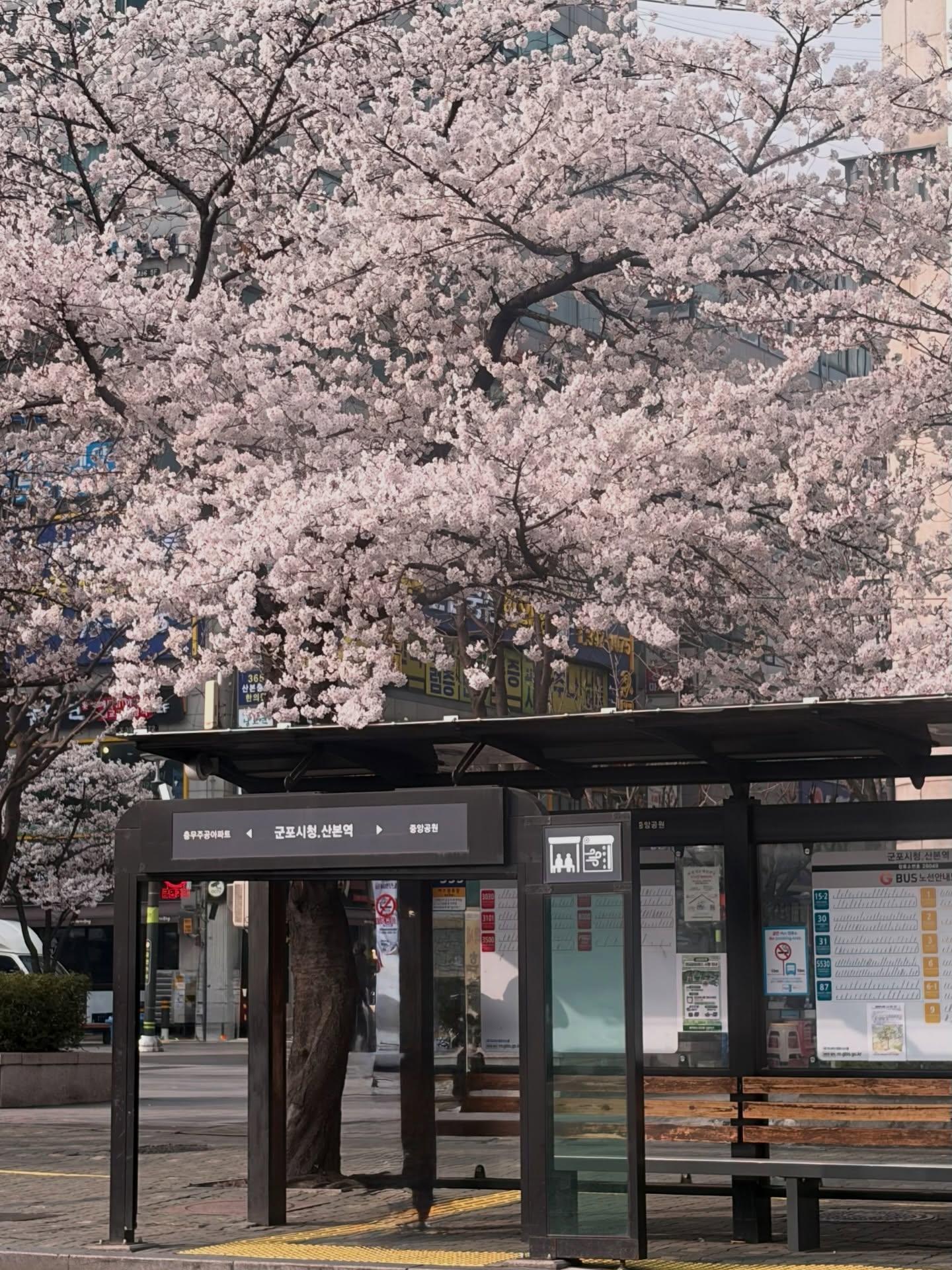 군포에도 벚꽃 팝콘이 팡팡 
벚꽃비 내리기 전에 보러오세요 

 군포시청~산본IC

#군포 #군포시 #군포살아요 #군포벚꽃 #군포벚꽃길 이미지