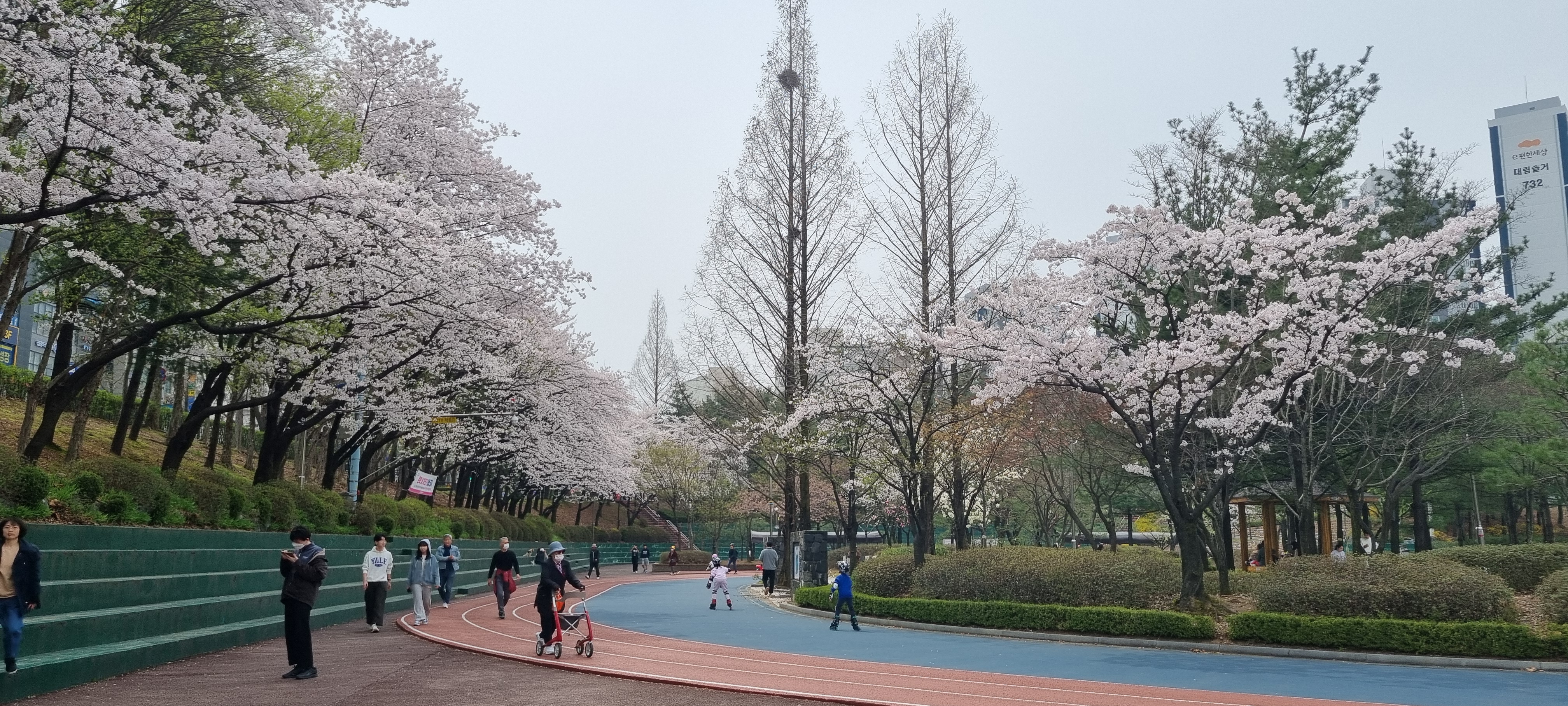 산본중앙공원 벛꽃만발 이미지