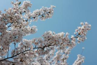 반월호수 및 금정역 벚꽃길 전경