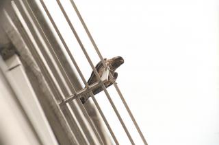 한양목련(아)1225동 배란다 촹초롱 새집