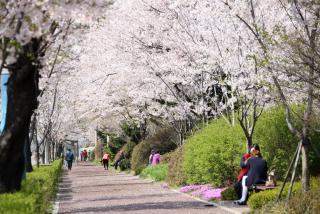 벚꽃길(금정역길 및 시청앞 중앙로)