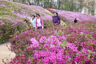 철쭉대축제 이모저모