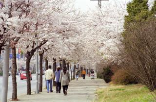금정역 도로변 벛꽃전경(4/14, 4/16)