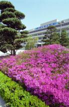 연산홍과 합께 청사전경