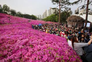 책나라군포 철쭉축제 현장