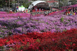 철쭉축제 현장