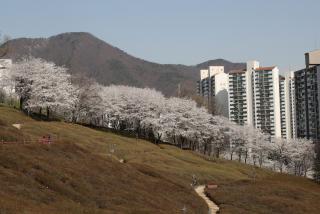 철쭉동산 일부 벚꽃전경