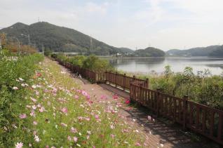 반월호수 코스모스