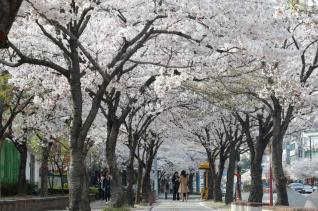 벚꽃 중앙공원 전경