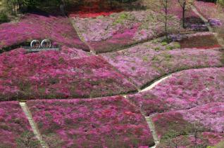 철쭉동산 전경