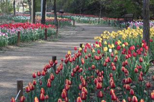 초막골생태공원 튜울립 전경