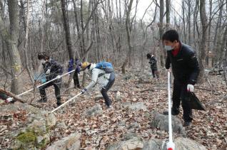매미나방 알집제거 공무원 자원봉사
