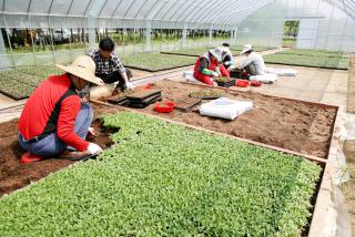 유휴지 꽃묘단지 조성 및 분양을 위한 꽃모파종