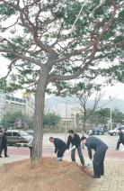 ACC 기증 소나무 기념식수