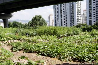 산본IC 하부 불법 농작물 경작