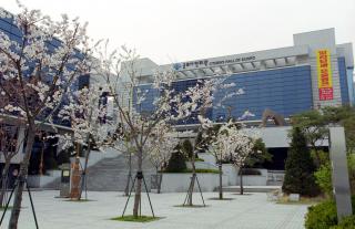 시민회관 벛꽃 전경