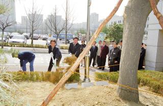 만남의장소 뒤 은행나무 기념식수