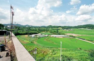 도마교리 농지전경