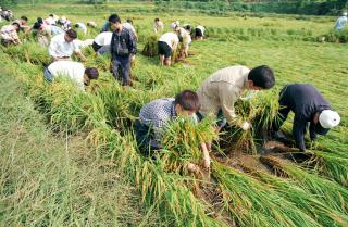 쓰러진 벼세우기 일손돕기