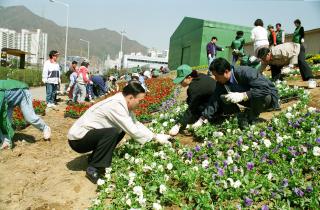 시청앞 꽃길 조성