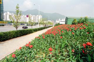 시청앞 칸나꽃길 조성