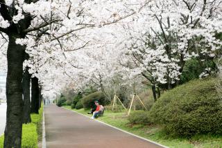 47번국도변 금정역 벚꽃길