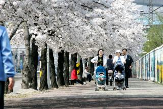 47번 국도변 금정역 벚꽃길
