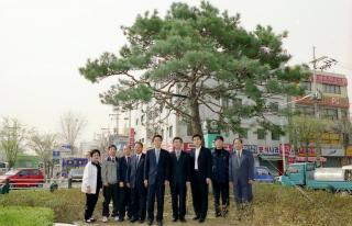 군포역 광장 기념식수(ACC 기증 소나무)