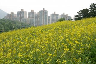 초막골 공원부지 유채꽃밭 전경