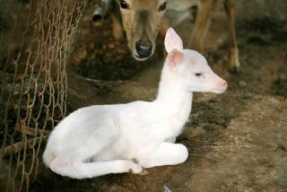 흰사슴(부곡동)