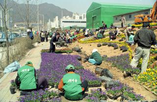 시청앞 꽃길조성