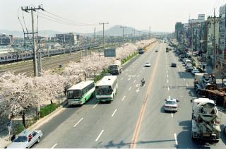 벚꽃 개나리 시내전경