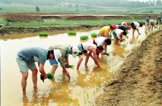모내기 일손돕기