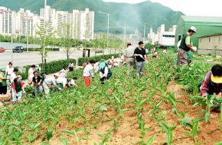 시청앞 도로변 꽃길조성