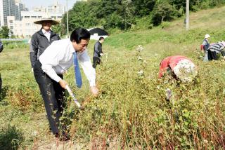 초막골 공원부지 메밀수확