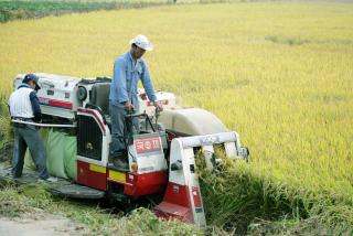 대야동 벼수확