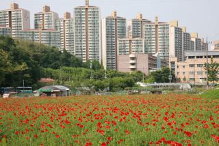 초막골공원 양귀비
