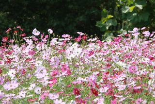 초막골공원 코스모스