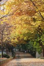 수리동 8단지 한양아파트길