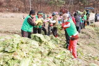 사랑의 김장배추 수확