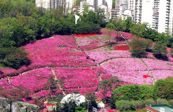 Royal Azalea Hill. A deliberately cultivated Royal Axalea Hill is located in suri-dong, Gunpo.